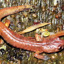 Ensatina