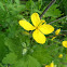 Greater celandine
