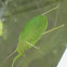 Katydid