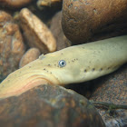 Ohio/Chestnut Lamprey