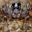 Jumping Spider