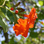 Cordia