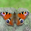 European Peacock