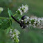 Four-toothed Mason Wasp