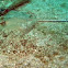 Flounder (leopard)