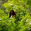 Giant Malabar Squirrel