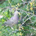 African Olive-Pigeon
