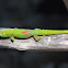 Gold dust day Gecko