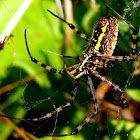 Banded Argiope