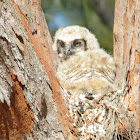 Great Horned Owlet