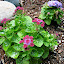 Ageratum