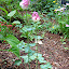 Columbine