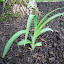 daylilies
