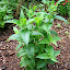 Bee balm