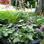 Zen978's Container garden