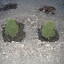Dwarf Spruce