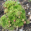 hens and chicks