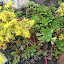 Stonecrop
