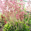 Coralbell
