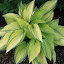 Hosta