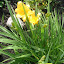 Daylily