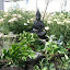 Zengirl's Backyard garden