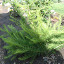 larch