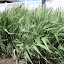 Ribbon Grass