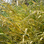 Zebra grass