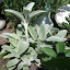 Lambs ear
