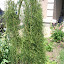 weeping caragana