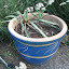 yucca