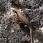 Viviparous lizard