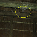 Barn Owl