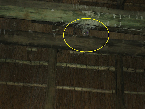 Spotting Image 1