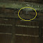 Barn Owl