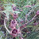 Datura stramonium