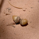 Acorns