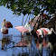 Roseate Spoonbill