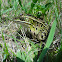 Northern Leopard frog