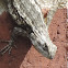 Texas Spiny Lizard