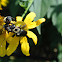 Eastern Carpenter Bees