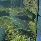 Chinese Sturgeon