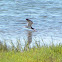 Black Skimmer