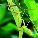 Praying Mantis