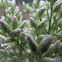 Desert broom