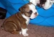 Cachorrinho Ingles De Buldogue Para Adocao