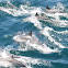 Long-beaked Common Dolphin