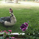 Muscovy Duck