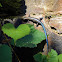 Five-Lined Skink (Blue-Tailed Skink)